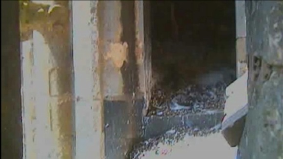 Peregrine falcons hatching.