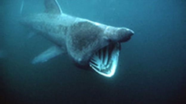 Waters around Cornwall are a hot spot for Basking Sharks.