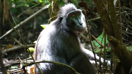 Black macaque in wild