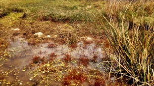 Water-crowfoot
