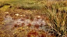 Water-crowfoot