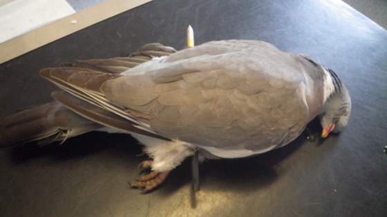 Wood Pigeon