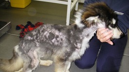 Neglected husky dog Misty