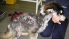 Neglected husky dog Misty