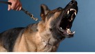 A snarling dog