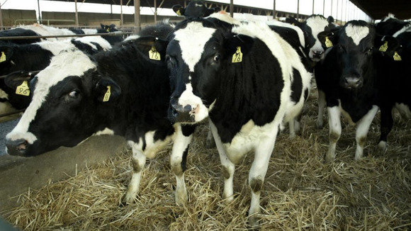 The Schmallenberg virus affects livestock