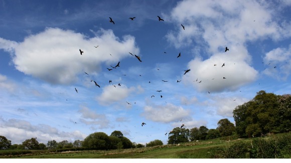 Red kites at Gigrin Farm
