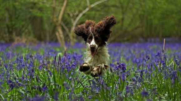 Dog leaping through a carpet of bluebells