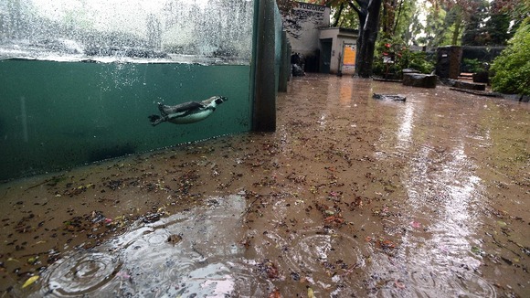 The Prague Zoo has also seen flooding.