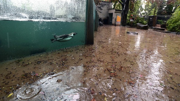 The Prague Zoo has also seen flooding.