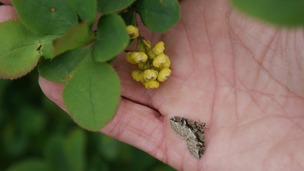 Barberry plant and Barberry carpet moth.