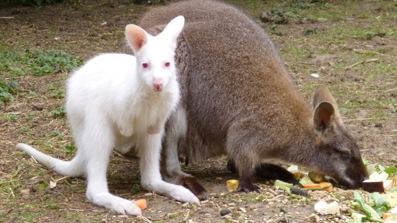 An albino wallaby joey