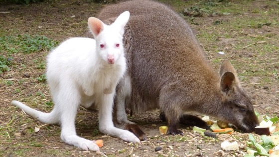 An albino wallaby joey
