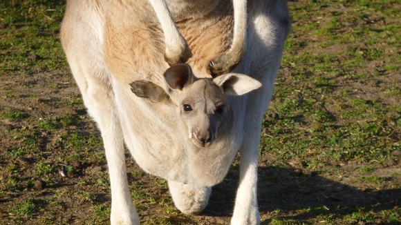 A Red Kangaroo joey