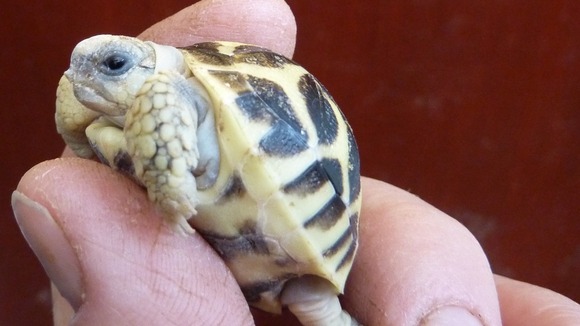 An Indian Star tortoise hatchling