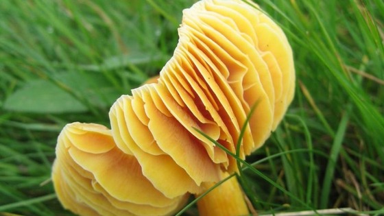 waxcap fungi