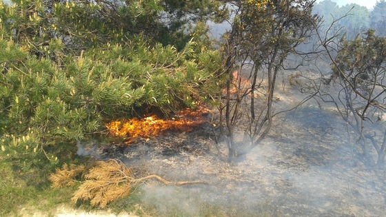 Ashdown Forest fire