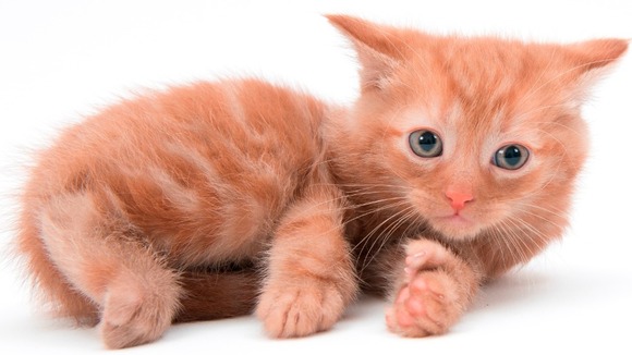 Pudding the kitten, showing off the extra toes