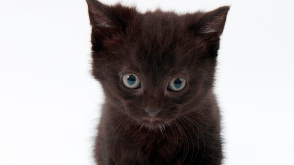 Brenda the 24-toed kitten