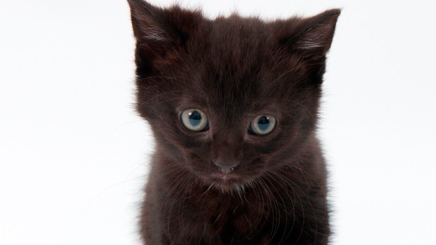 Brenda the 24-toed kitten