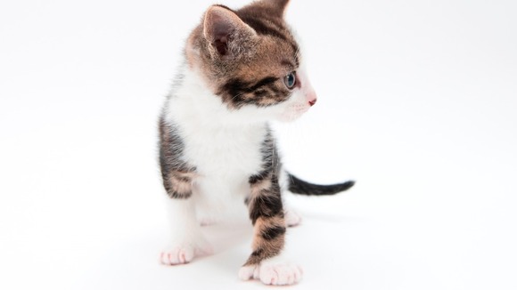 Niall the 24-toed kitten