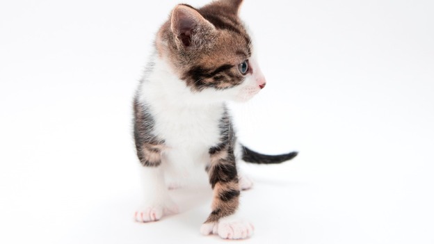 Niall the 24-toed kitten