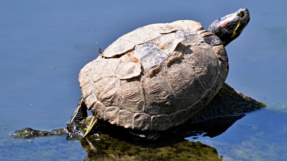 Turtle enjoying the sunshine