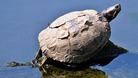 Turtle enjoying the sunshine