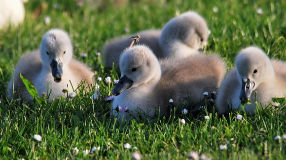 Cygnets waiting for mum