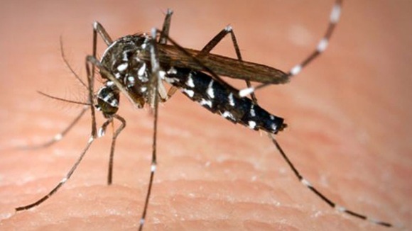 Asian tiger mosquito