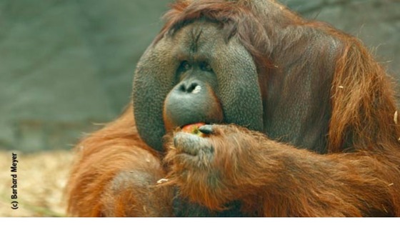 Rajang was born in 1968