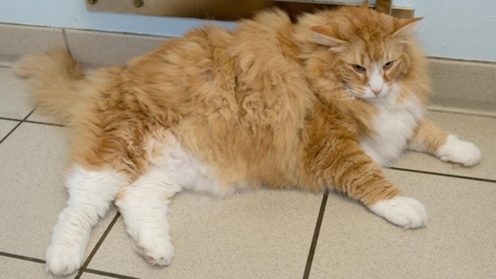 ulric the 2 stone tom cat destined for a diet programme west country itv news - Biggest House Cat In The World 2013 ulric the 2 stone tom cat destined for a diet programme west country itv news - Biggest House Cat In The World 2013