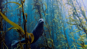 Overall Winner: Harbor seal in a kelp forest at Cortes bank, near San Diego, California
