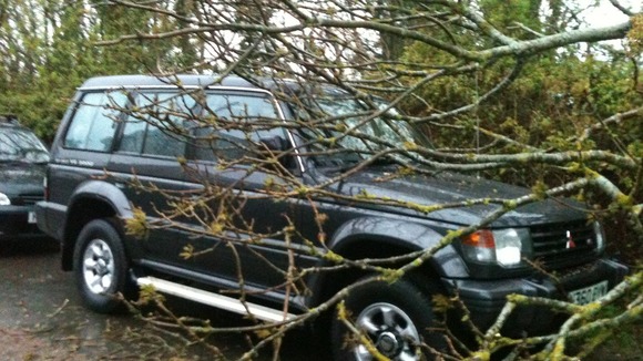 Tree car
