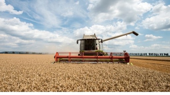 Wheat harvest