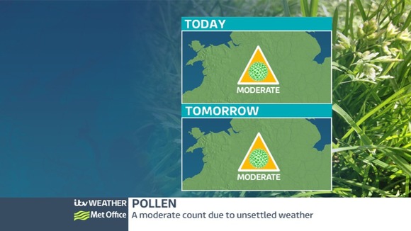 Pollen Report.