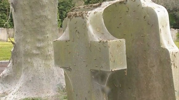 Silk webs from Ermine moth caterpillars