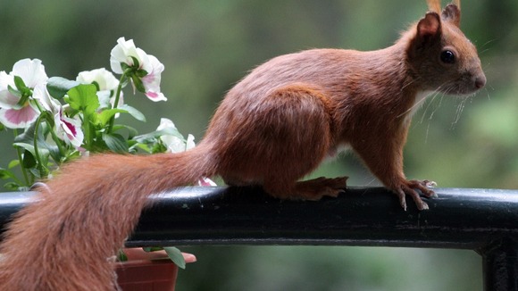 A red squirrel