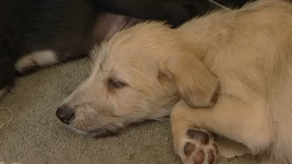 Rise in abandoned pets Tyne Tees ITV News