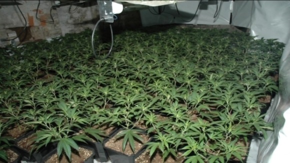 Cannabis plants
