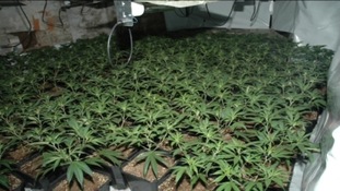 Cannabis plants