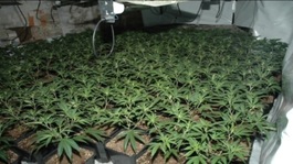 Cannabis plants