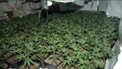 Cannabis plants
