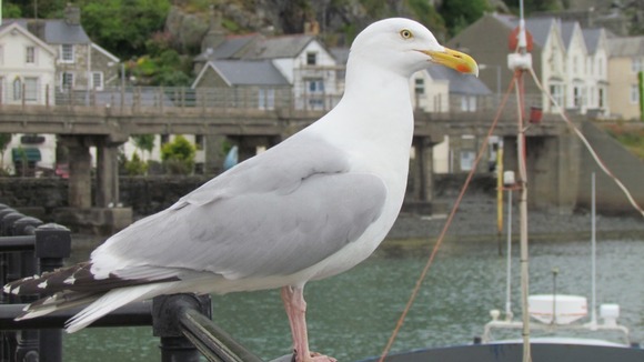 Seagull in Barmouth