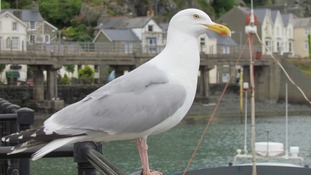 Seagull in Barmouth