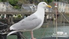 Seagull in Barmouth