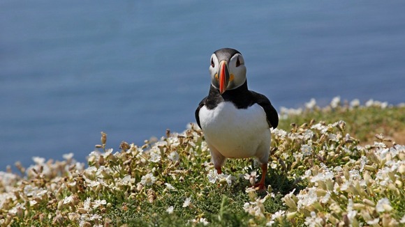Puffin on Skomer