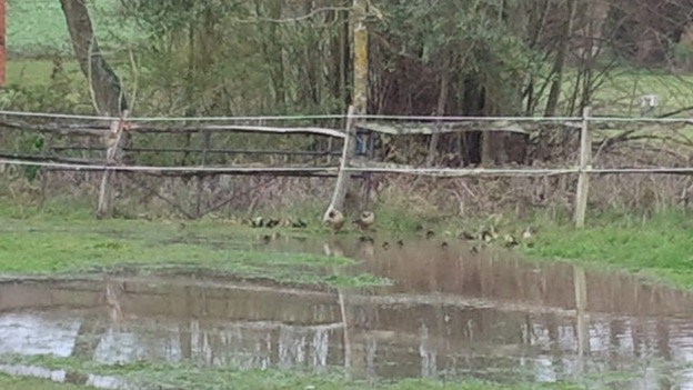 Ducks in Kent