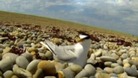 Big trouble for Little Terns