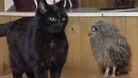 Redcar's answer to the Owl and the Pussycat